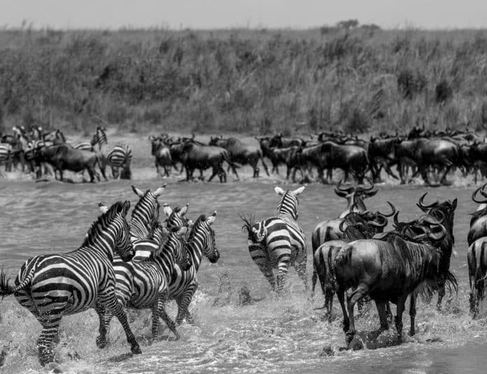 From Majestic Wildlife to Pristine Beaches The Ultimate East African Adventure - Kenya, Tanzania, and Zanzibar