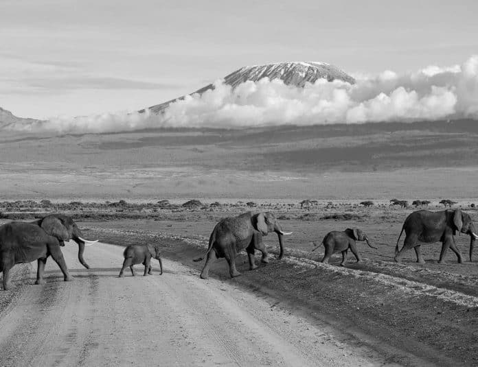 From Safari to Serenity Exploring the Best of Kenya, Tanzania, and Zanzibar in One Trip