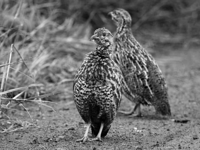 Get Ready to be Spellbound by Shelley's Francolin in Tanzania - Explore the Exotic Wildlife!