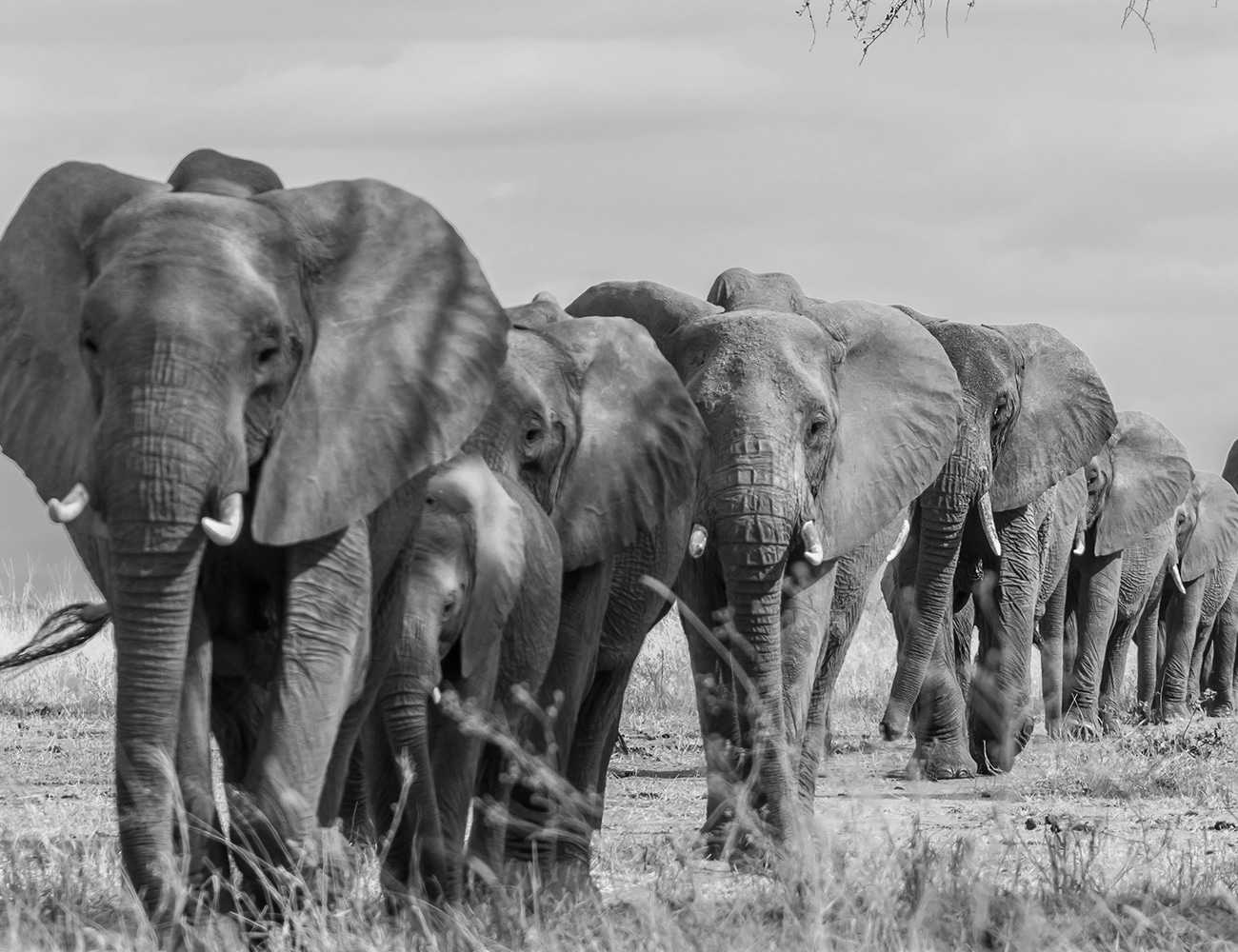 Giant Elephants at Tarangire National Park