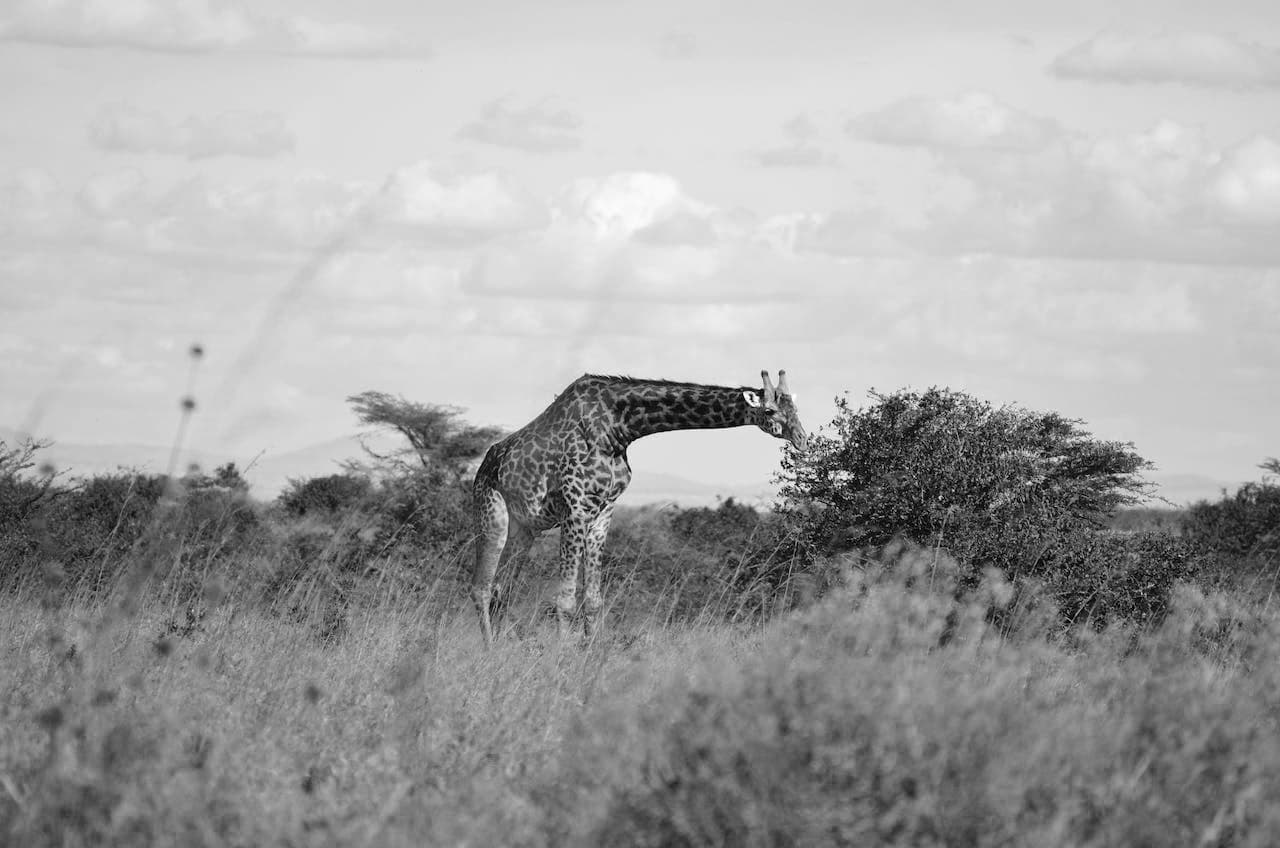Giraffe on grass field in Serengetic Park