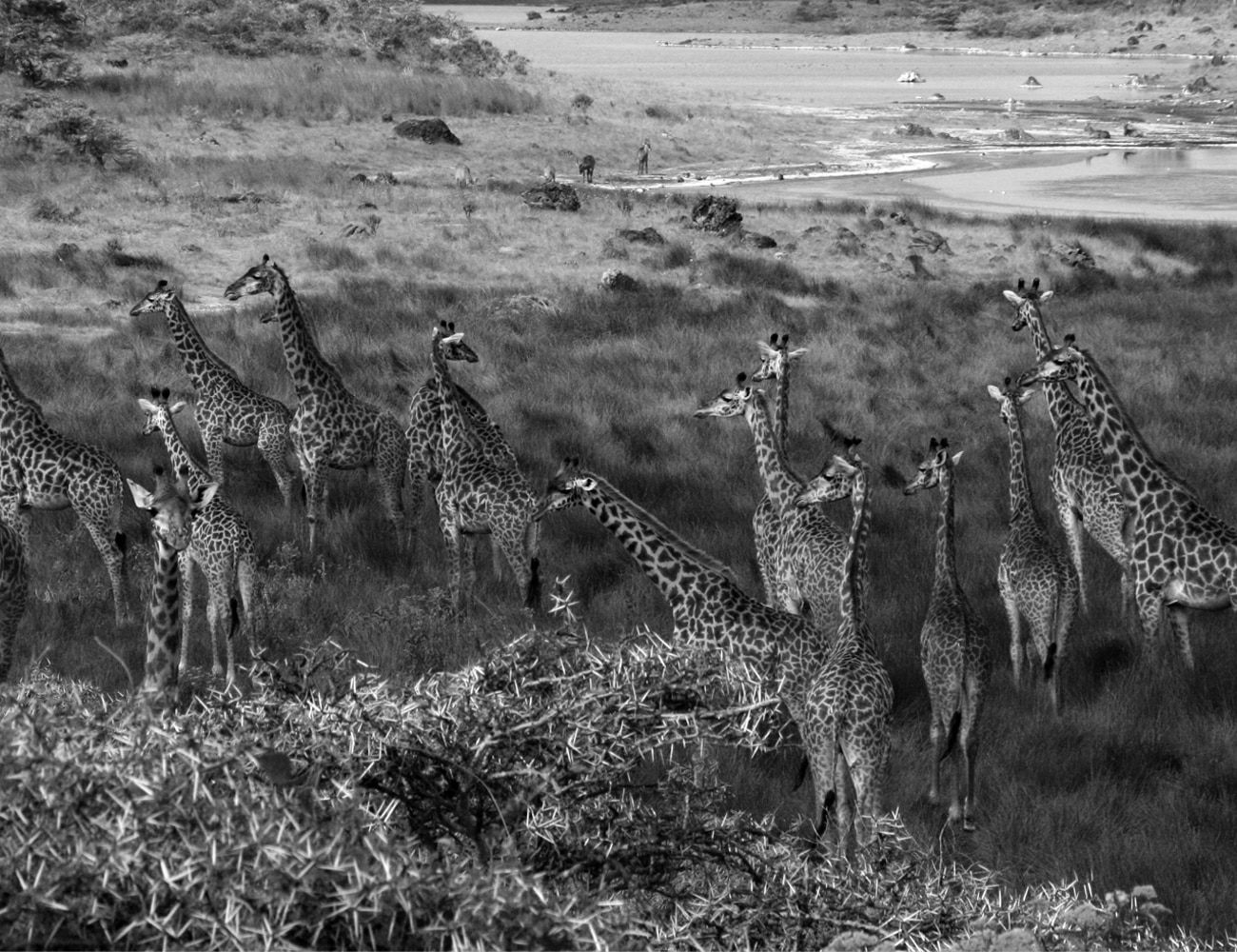 Giraffes at Arusha National Park Tanzania