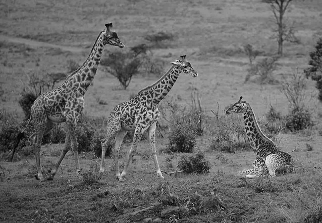 Giraffes at Arusha National Park