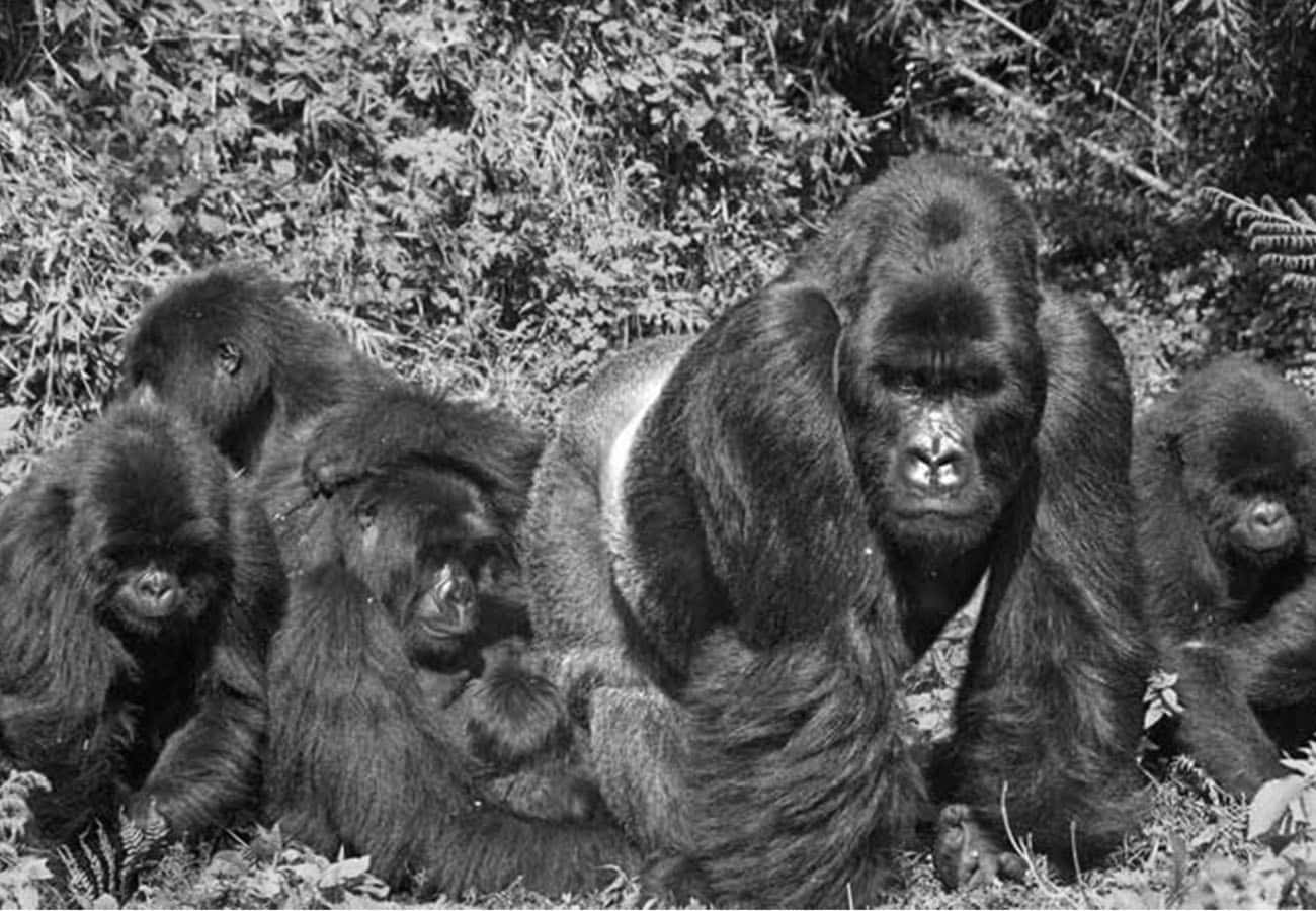 Gorillas at Bwindi Impenetrable National Park, Uganda