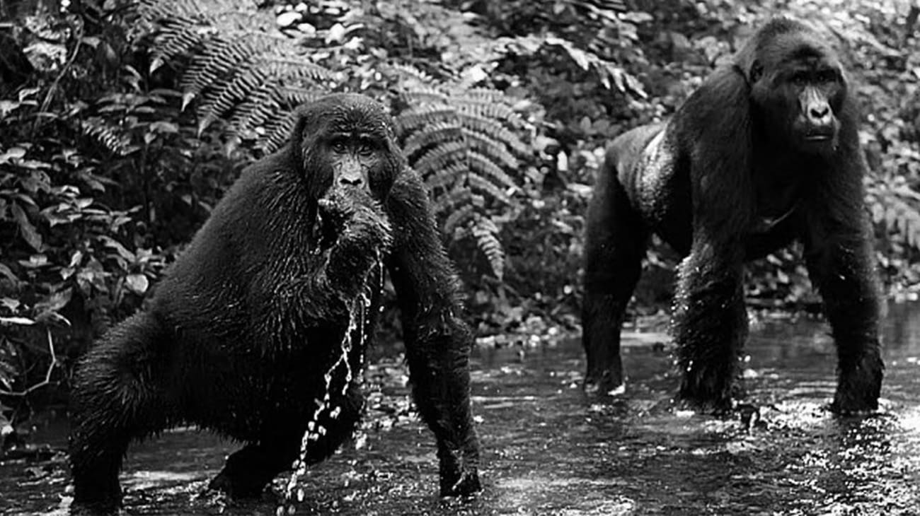 Gorillas at The Bwindi Impenetrable National Park