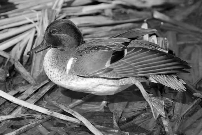 Green Winged Teal in Tanzania - Exploring the Enigmatic World of these Colorful Ducks