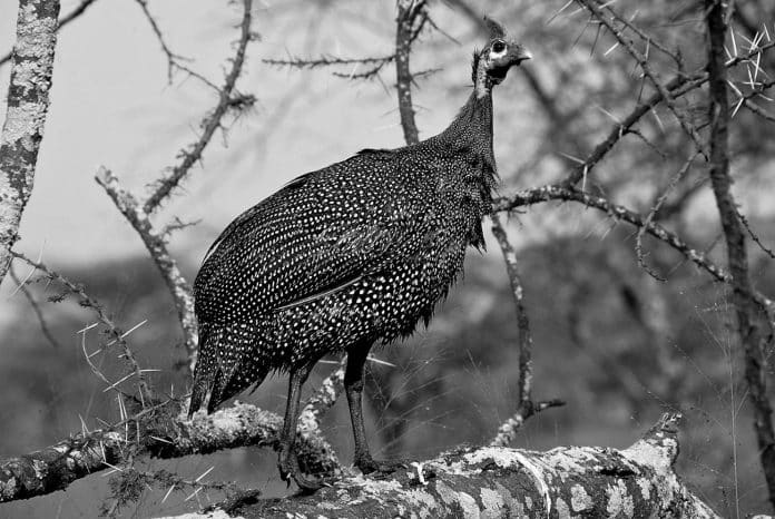 Guineafowl in Tanzania - A Colorful Journey into the Heart of Africa's Avian Paradise
