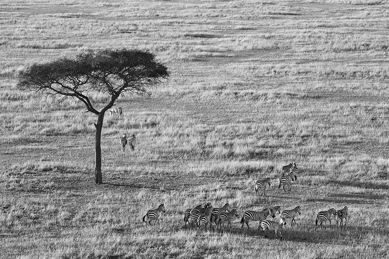 Herd of Zebras at Serengeti National Park, Arusha, Tanzania