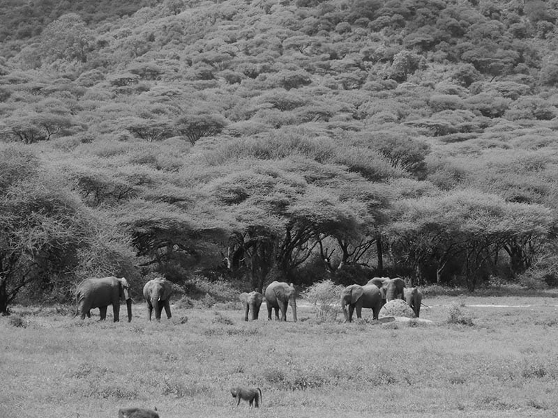 Herd of elephants at Ngorogoro Crater