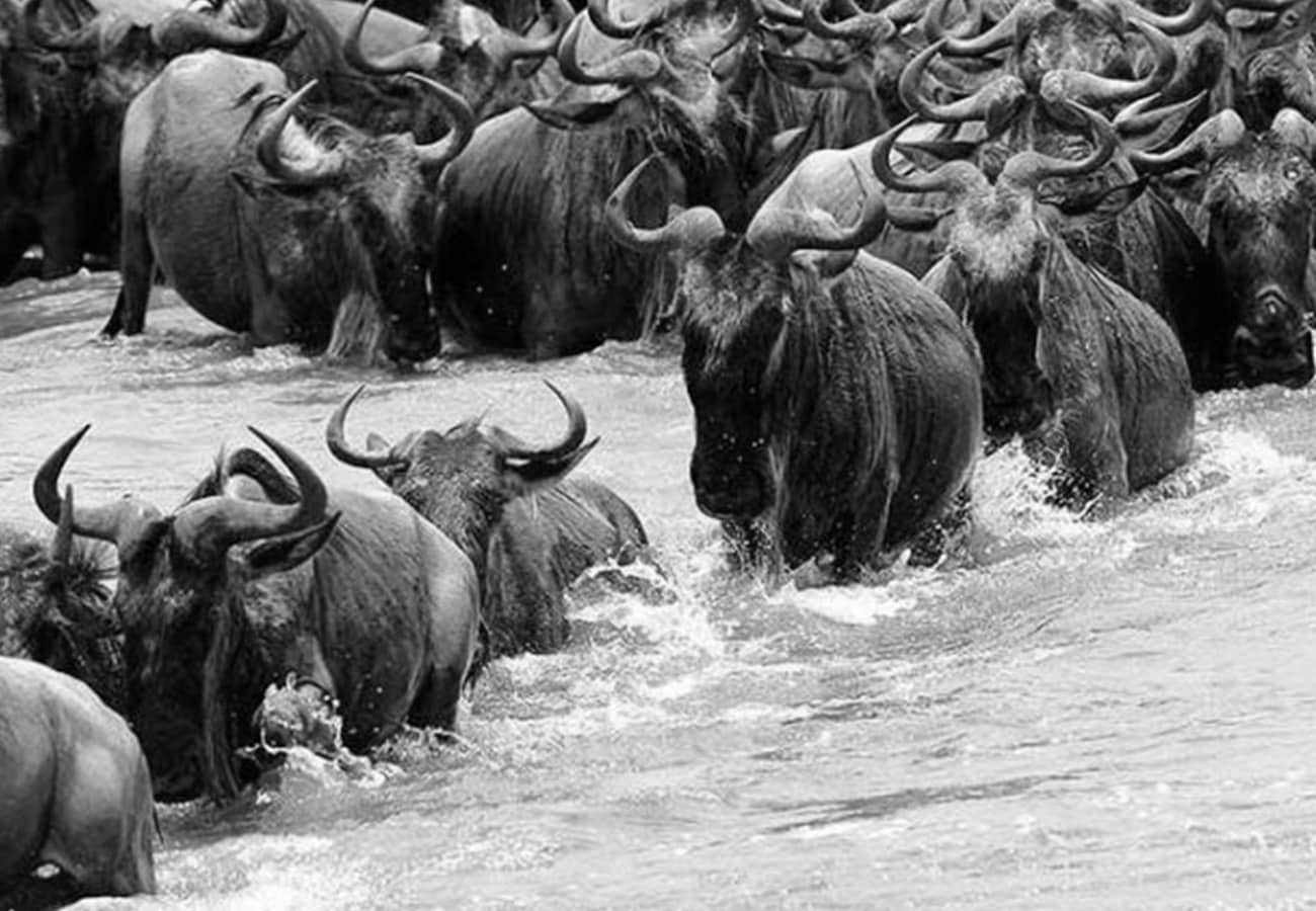 Herds of Wildebeest at The Great Migration