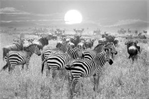 Wild animals in the Serengeti national park