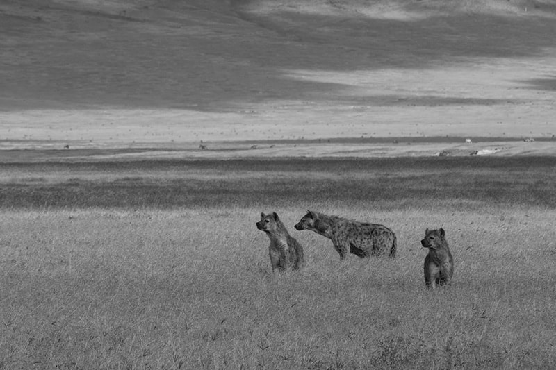 Hyenas at Ngorongoro Crater