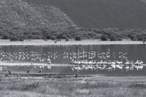 Lake Manyara National Park- Flamingo Birds