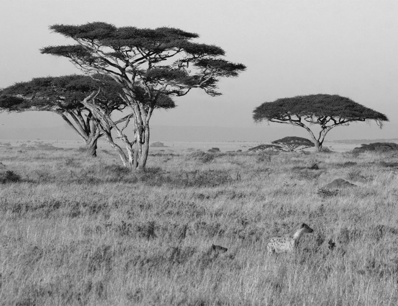 Landscapes of The Serengeti National Park