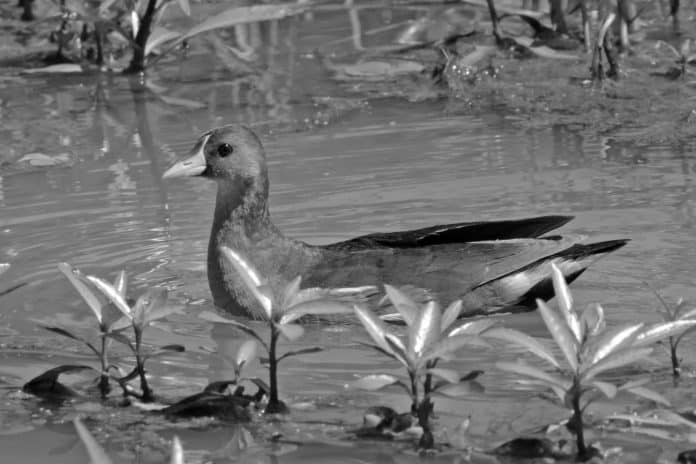 Lesser Moorhen in Tanzania - Tiny Marvels of the Wetland World