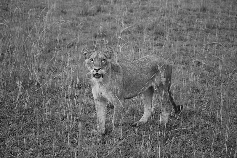 Lion in Murchison Falls National Park Uganda, Masindi, Uganda