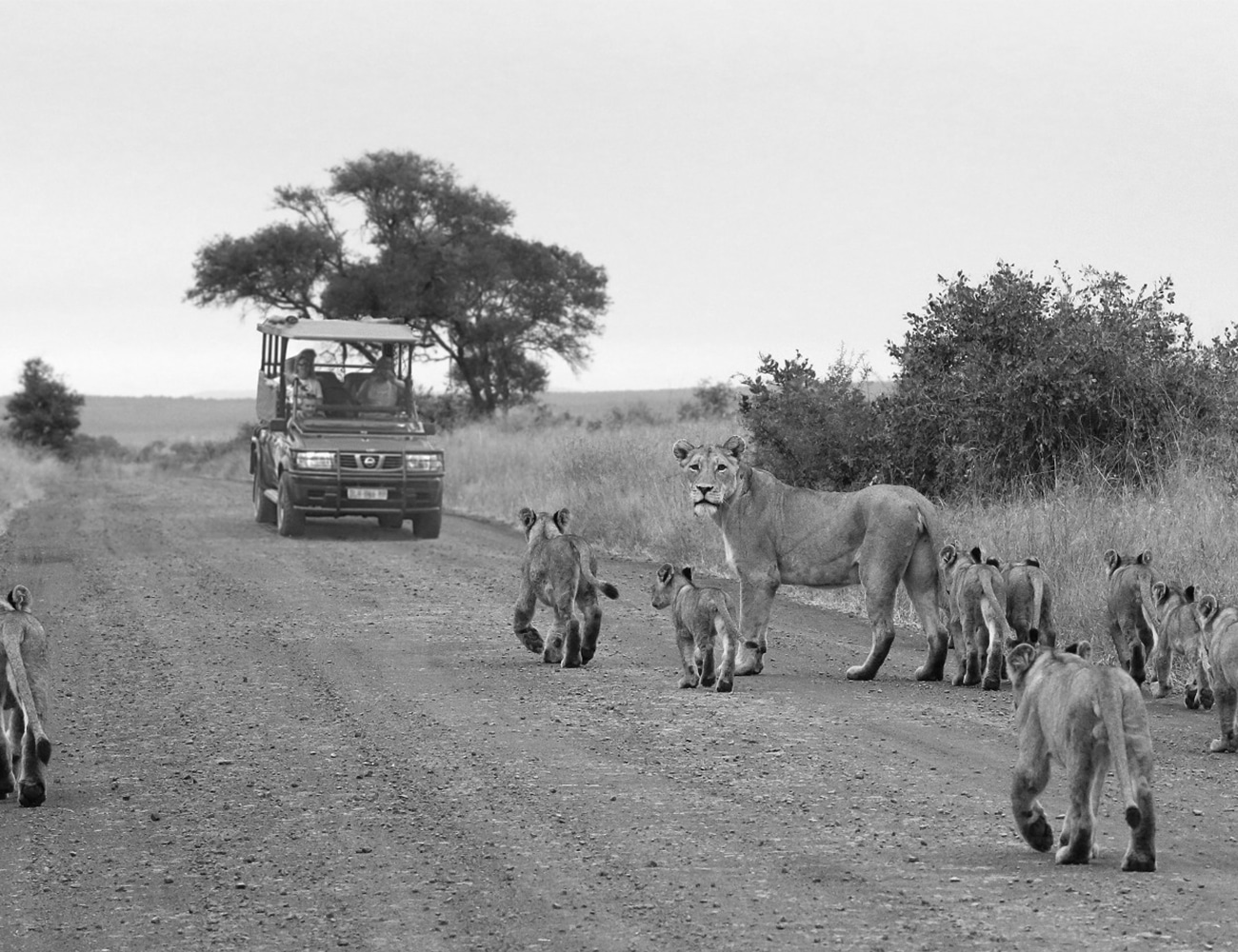 Lions at Kruger National Park South Africa