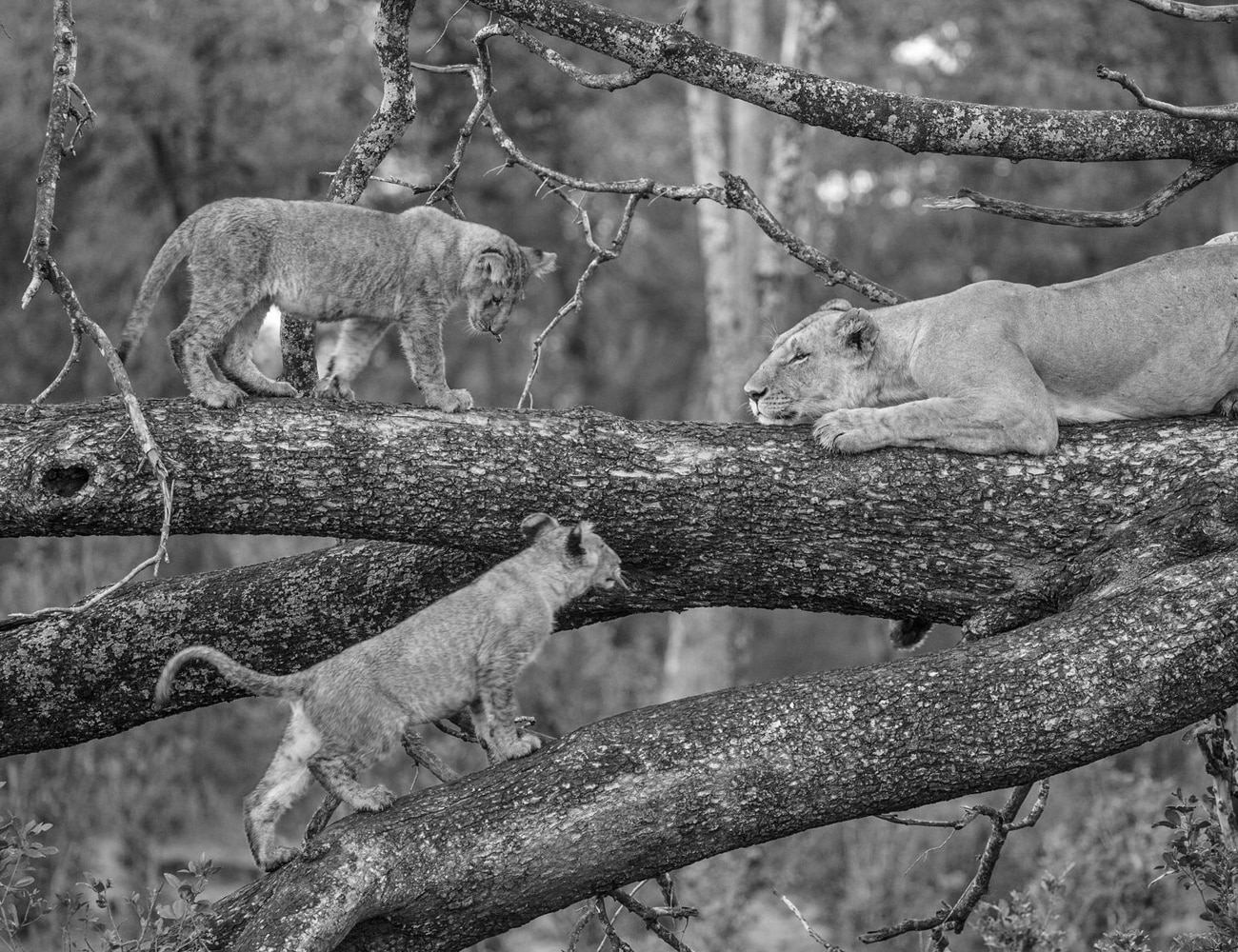 Lions on Trees at Lake Manyara National Park
