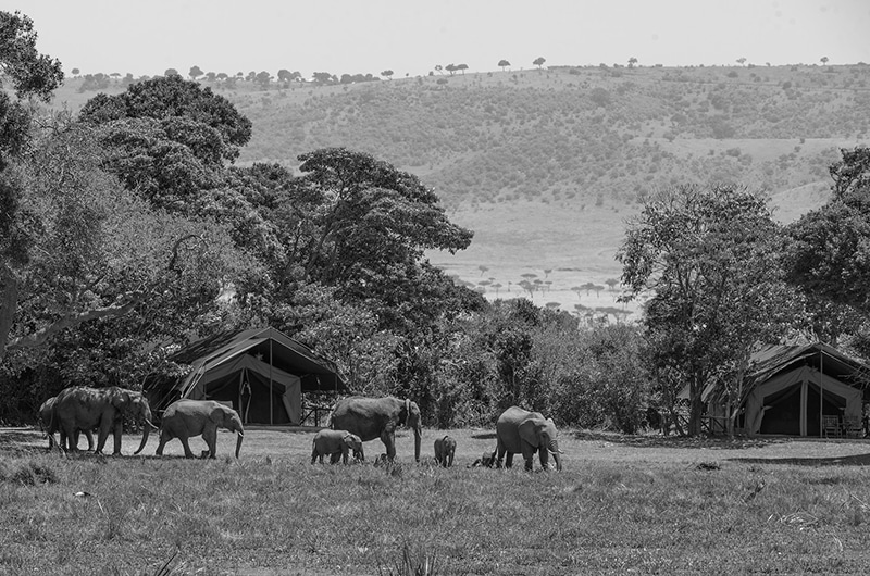 Little Governors Camp, Kenya