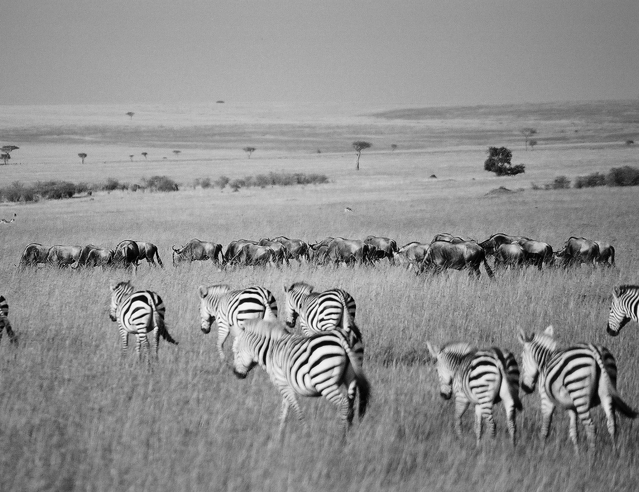 Maasai Mara Reserve Tour with G Adventures