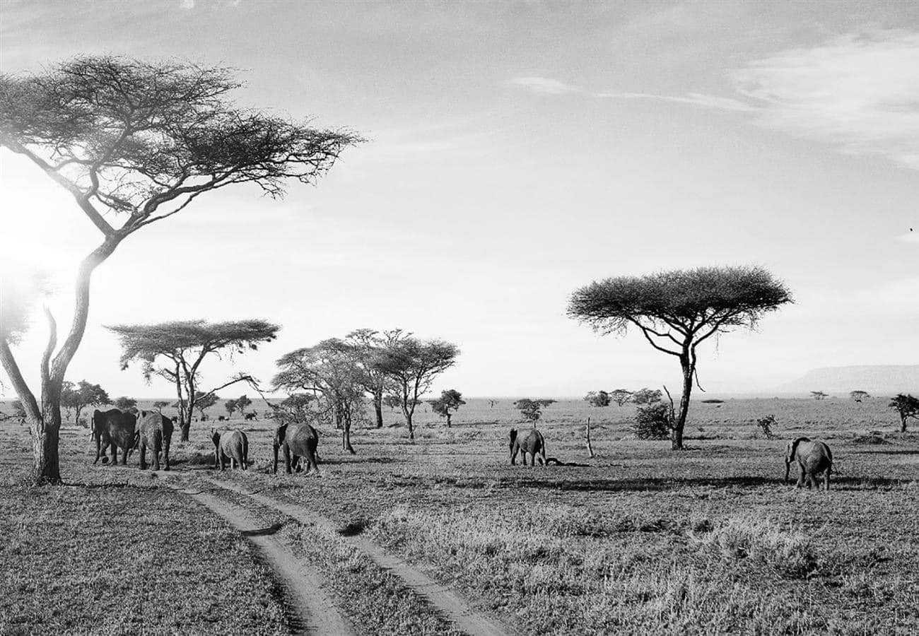 Majestic Animals at the Serengeti National Park