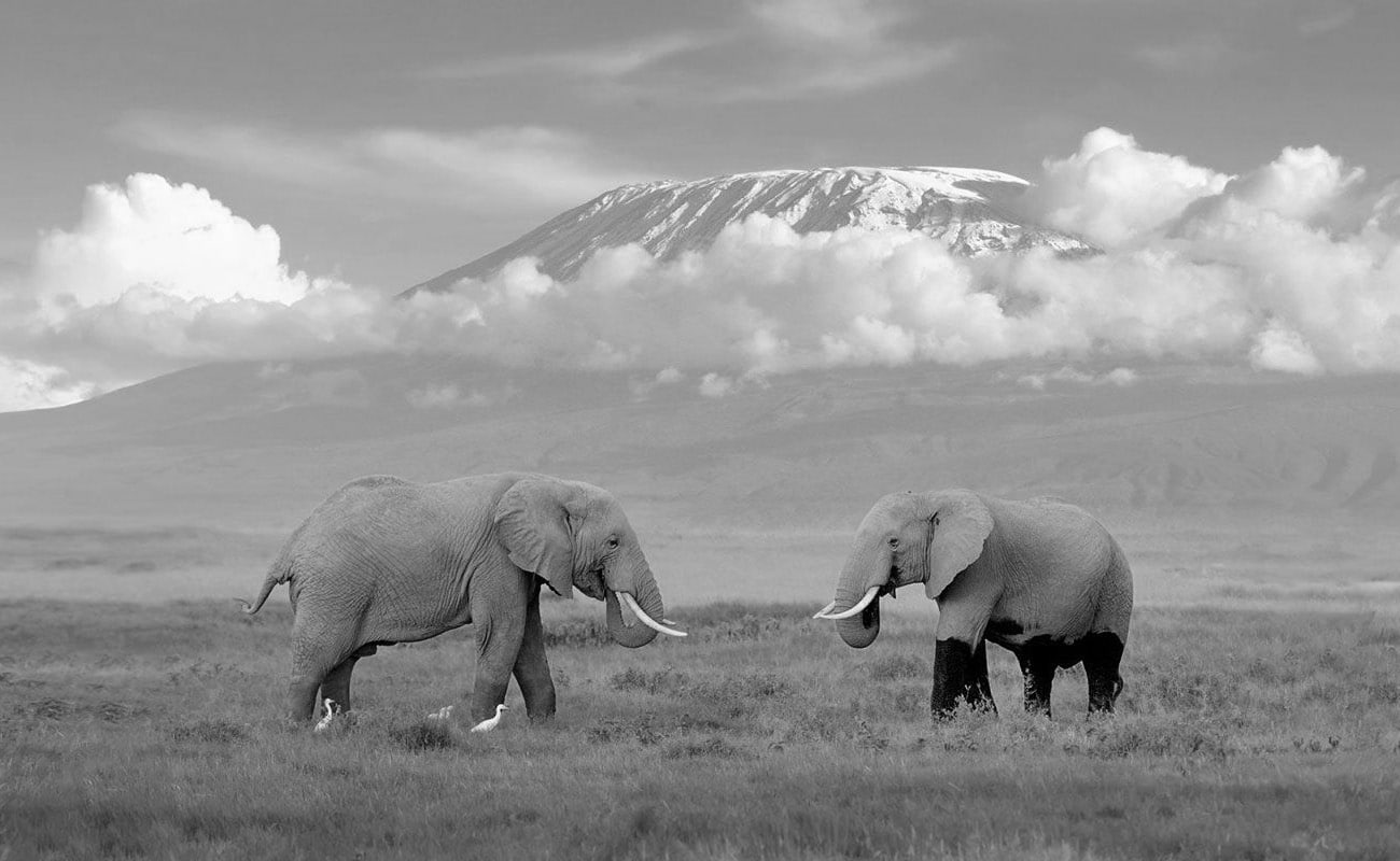 Majestic Elephants at Amboseli National Park