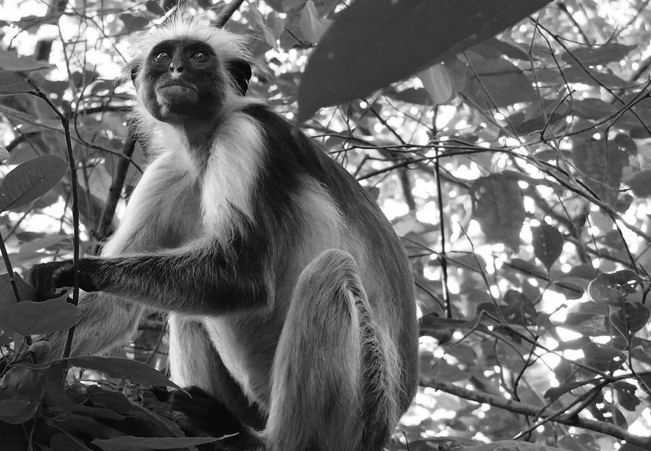 Monkeys at Jozani Chwaka Bay National Park
