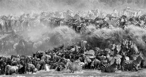 Zebras and Wildebeests crossing River Mara