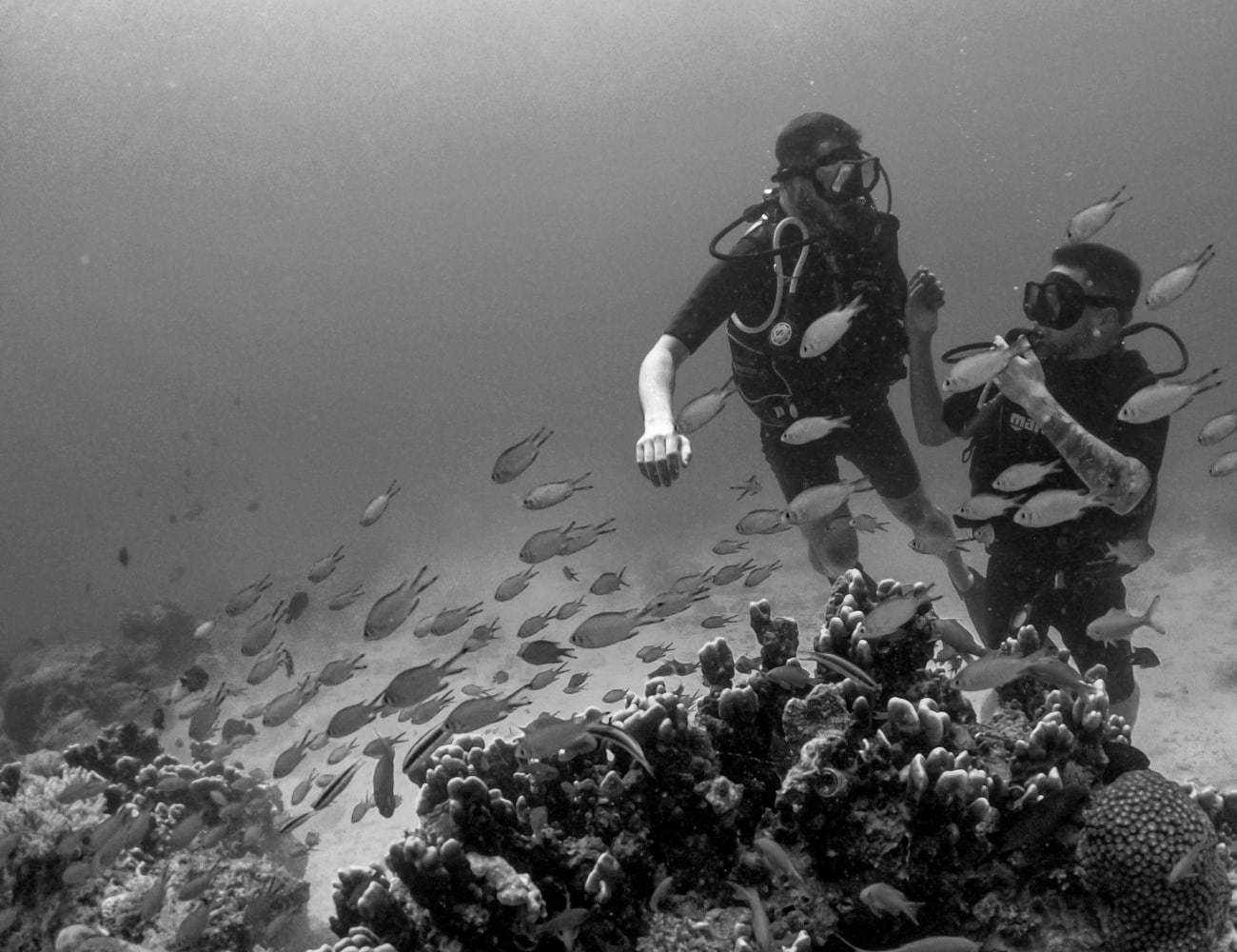 People Diving in the Waters of Prison Island, Zanzibar