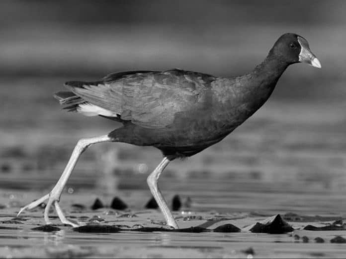 Rails, Gallinules, and Coots in Tanzania - Exploring the Wetland Wonderland