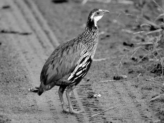 Red-Necked Francolin in Tanzania - A Magnificent Feathered Wonder of the African Savannah