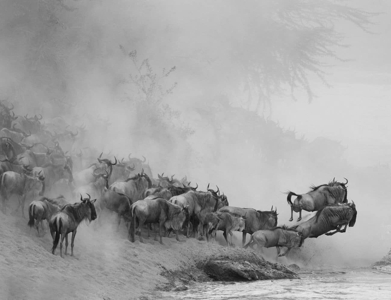 River Crossing at the Great Migration