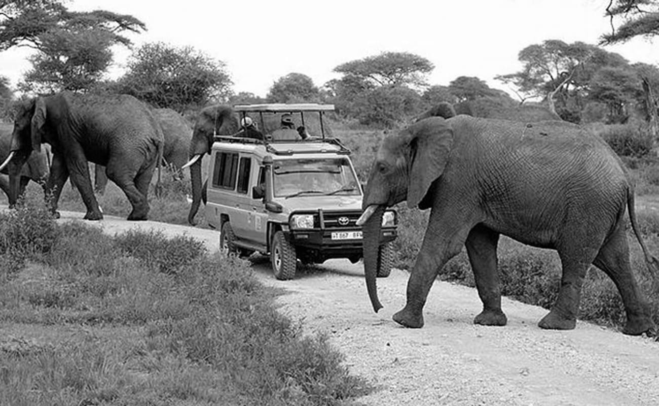 Safari Tour at Tarangire National Park