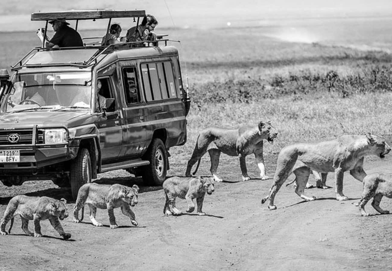 Safari Tours in Arusha