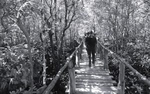 Jozani Forest Zanzibar