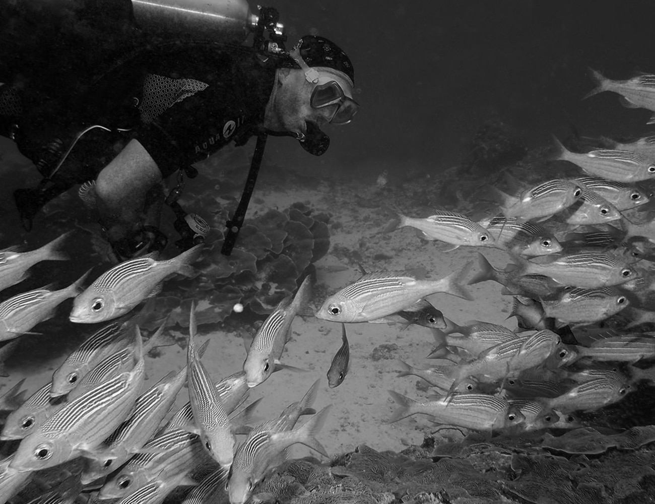 Scuba Diving in Zanzibar Waters