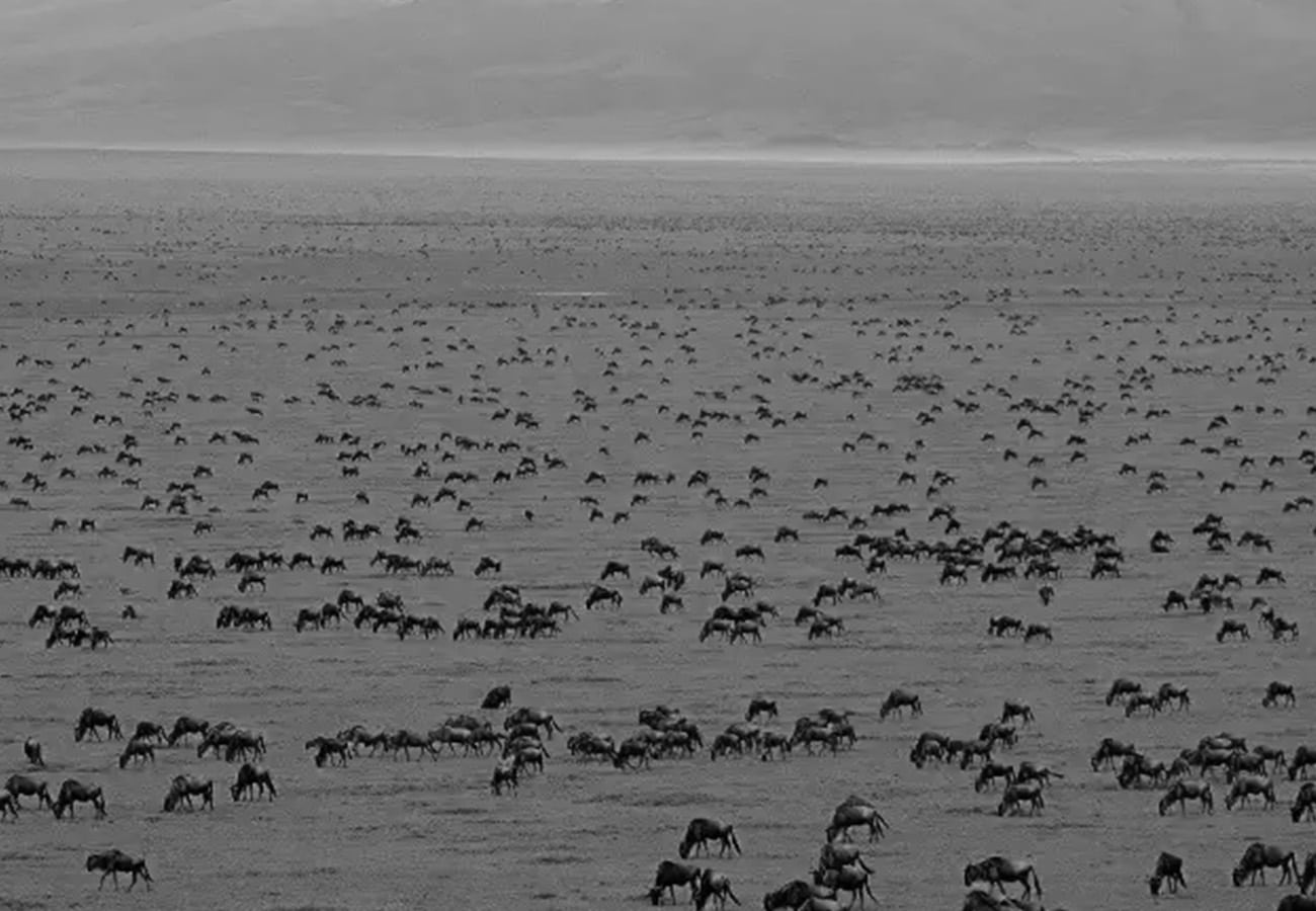 Serengeti National Park Great Migration
