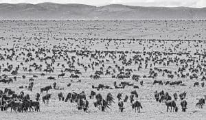 Thousands of Wild animals at Serengeti National Park