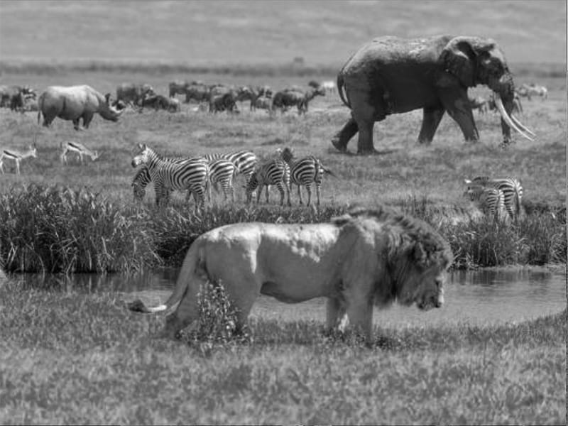 Serengeti national park