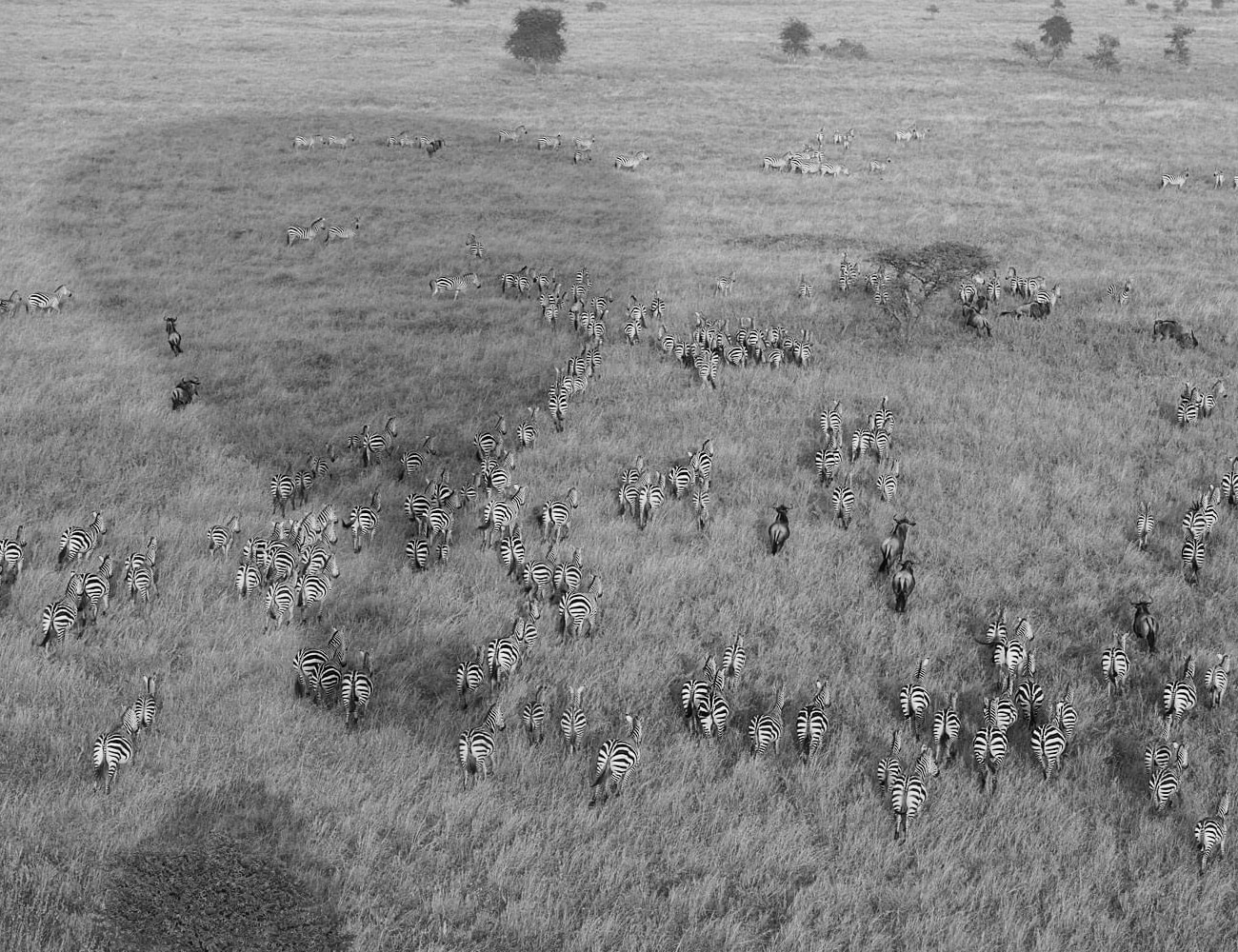 Sky View of the Serengeti National Park