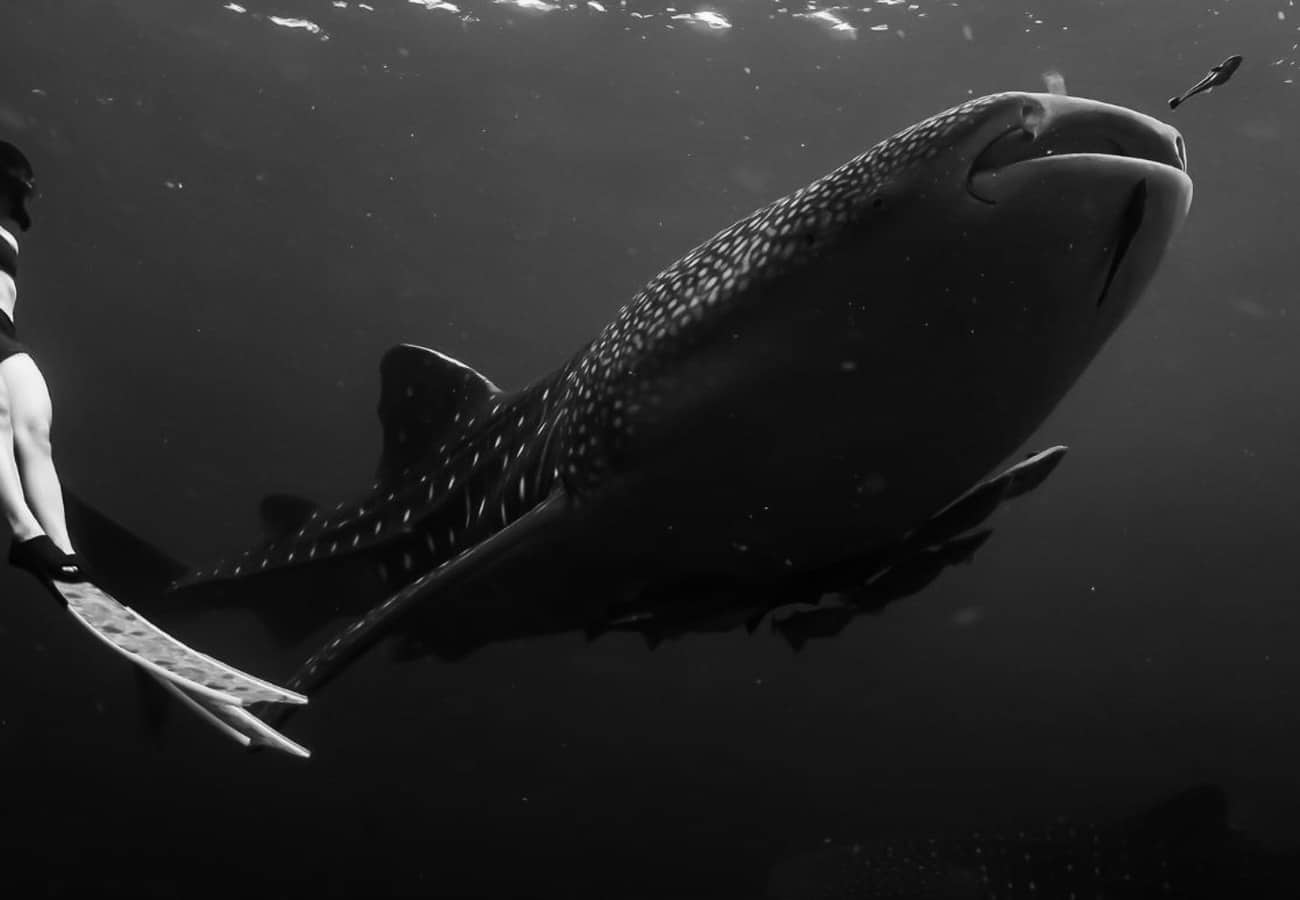 Snorkeling with Marine Life in Dar Es Salaam