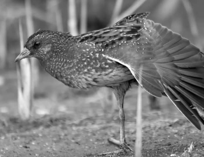 Spotted Crake in Tanzania - Cryptic Waterbird Tales from East Africa