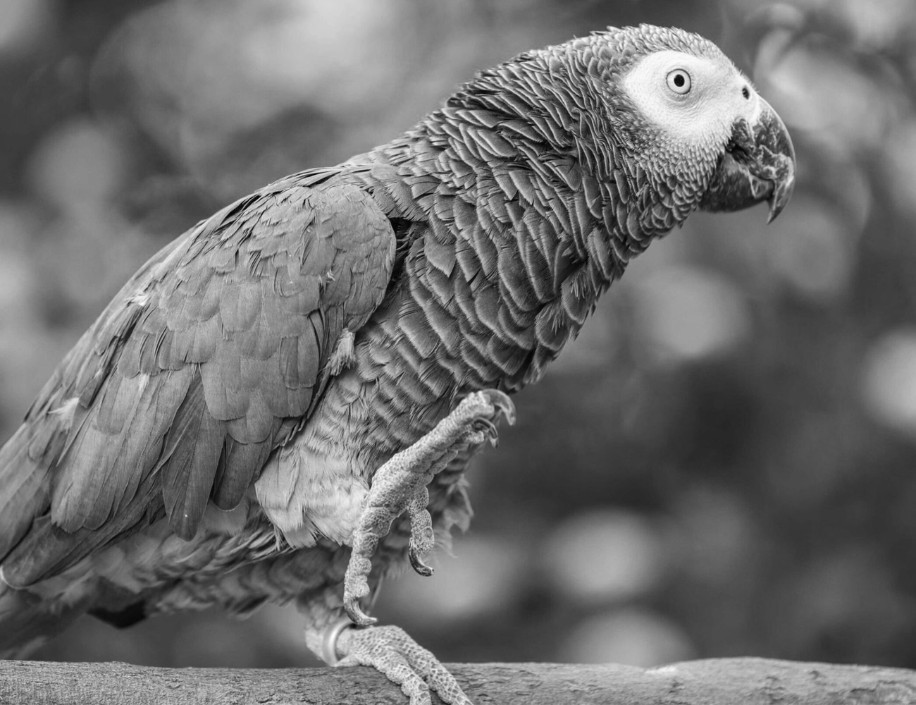 The Africa Grey Parrot