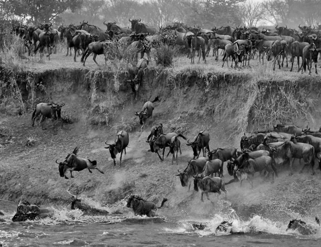The Annual Wildebeest Migration