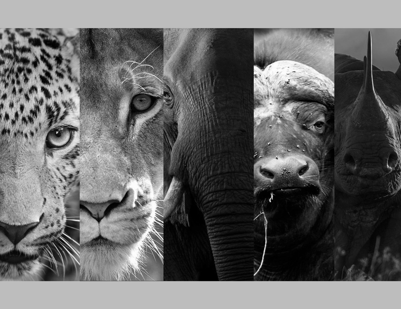 The Big Five of East Africa