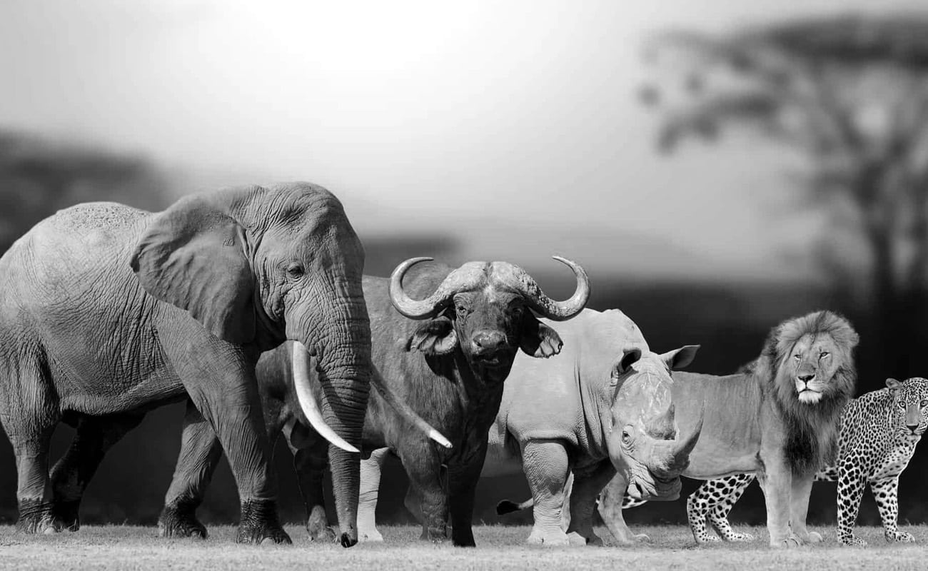 The Big Five