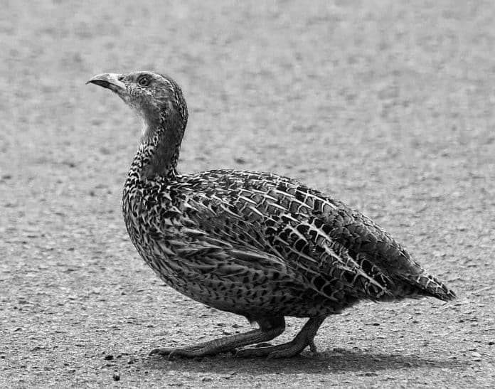 The Extraordinary Red-Winged Francolin - A Jewel of Tanzania's Wildlife