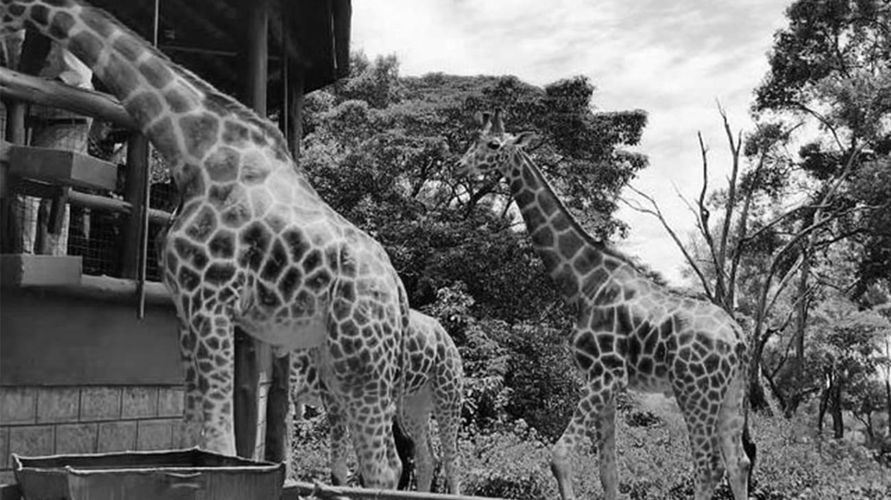 The Giraffe Center Kenya