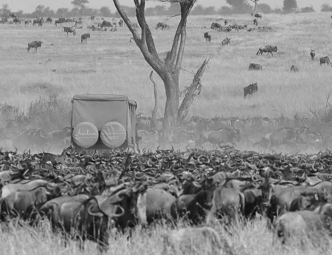 The Great Migration Tours