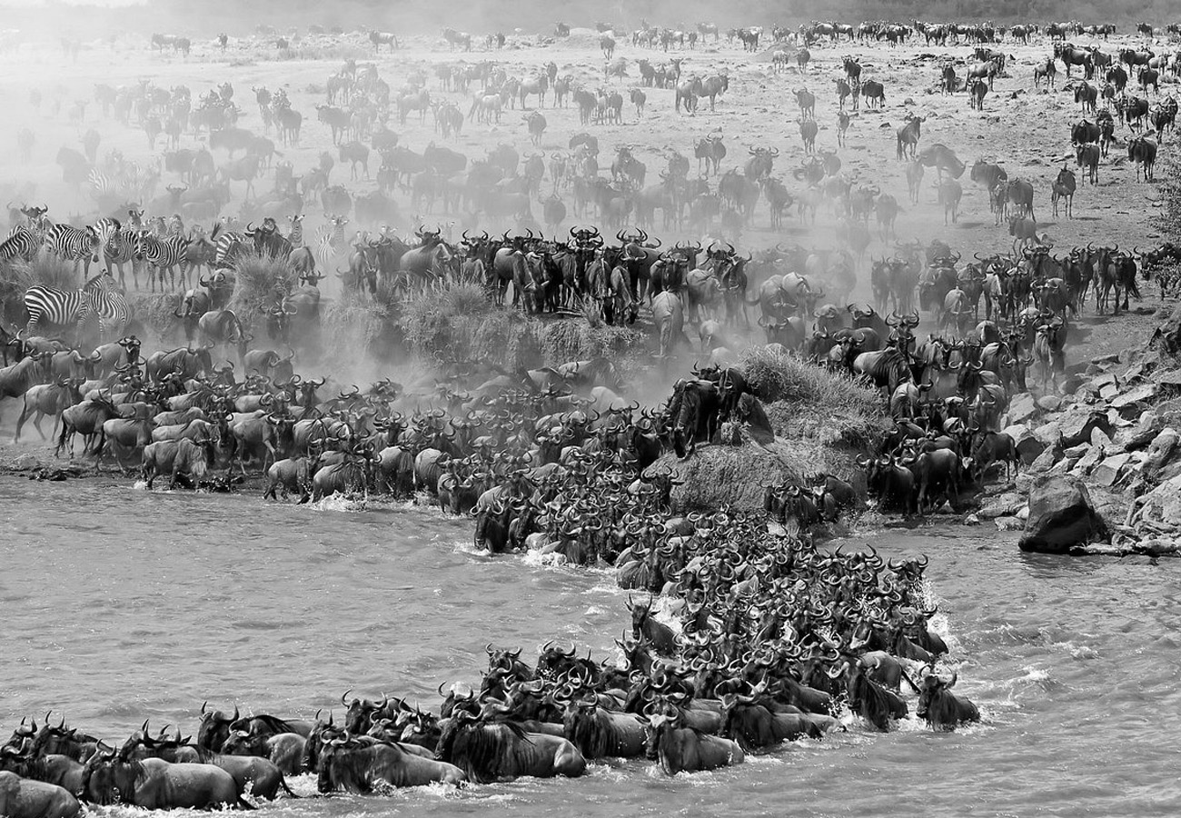 The Great Migration at the Maasai Mara National Reserve